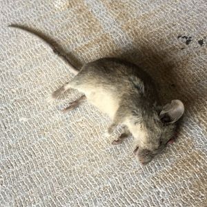 Meet your Posher, Raul